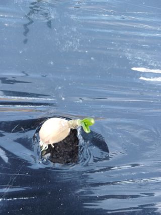 이상애초보농업님의 마늘 · 파종작업 작성글 사진