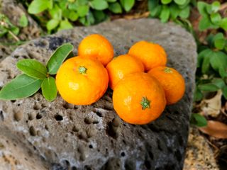 선물차롱님의 오늘 어떤 농작업하셨나요? · 참여글 작성글 사진