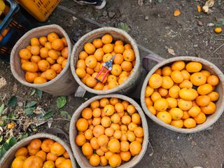선물차롱님의 오늘 어떤 농작업하셨나요? · 참여글 작성글 사진
