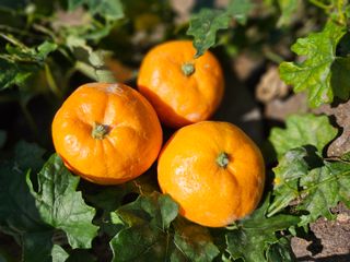 선물차롱님의 오늘 어떤 농작업하셨나요? · 참여글 작성글 사진