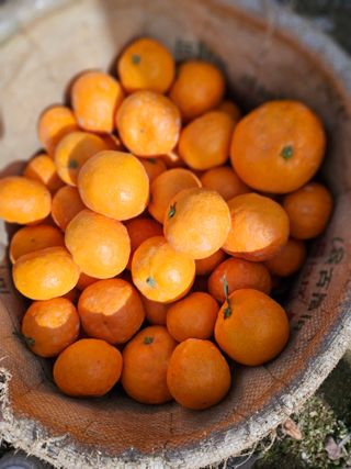 선물차롱님의 오늘 어떤 농작업하셨나요? · 참여글 작성글 사진