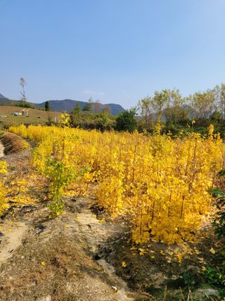 상근농원김덕주님의 오늘 어떤 농작업하셨나요? · 참여글 작성글 사진