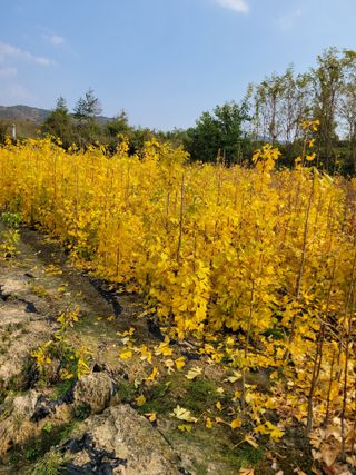 상근농원김덕주님의 오늘 어떤 농작업하셨나요? · 참여글 작성글 사진