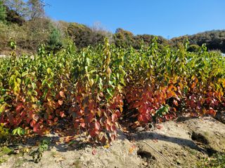 상근농원김덕주님의 오늘 어떤 농작업하셨나요? · 참여글 작성글 사진