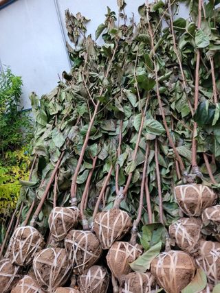 상근농원김덕주님의 오늘 어떤 농작업하셨나요? · 참여글 작성글 사진