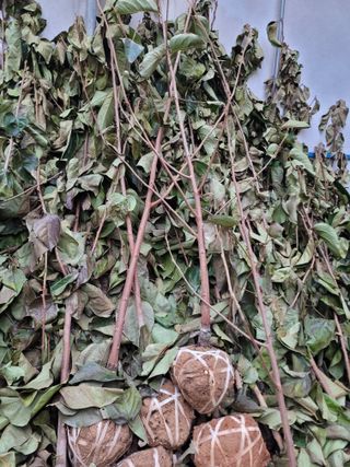 상근농원김덕주님의 오늘 어떤 농작업하셨나요? · 참여글 작성글 사진