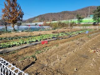 박산숙농부님의 오늘 어떤 농작업하셨나요? · 참여글 작성글 사진