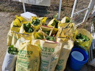 박산숙농부님의 오늘 어떤 농작업하셨나요? · 참여글 작성글 사진