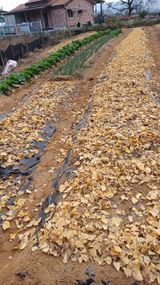 팜모닝 마늘·파종작업 게시글 이미지