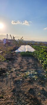 팜모닝 마늘·영농일지 게시글 이미지