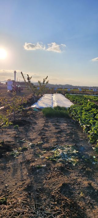 살구15128님의 마늘 · 영농일지 작성글 사진