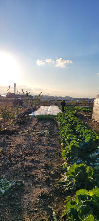 살구15128님의 마늘 · 영농일지 작성글 사진