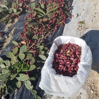 음나무(소철수)님의 오늘 어떤 농작업하셨나요? · 참여글 작성글 사진