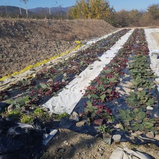 음나무(소철수)님의 오늘 어떤 농작업하셨나요? · 참여글 작성글 사진