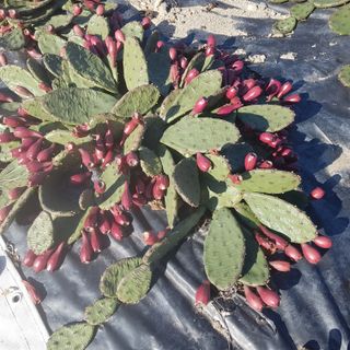 음나무(소철수)님의 오늘 어떤 농작업하셨나요? · 참여글 작성글 사진