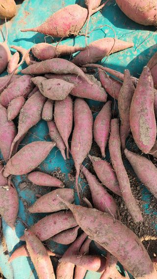 김양미건우네벌꿀농장님의 오늘 어떤 농작업하셨나요? · 참여글 작성글 사진