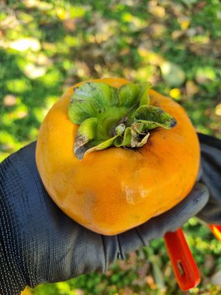 해풍맞은 맛있는 감님의 감 · 병해충상담 작성글 사진