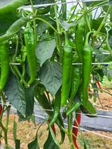 팜모닝 오늘 어떤 농작업하셨나요?·참여글 게시글 이미지