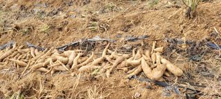 도시농부 박태영님의 오늘 어떤 농작업하셨나요? · 참여글 작성글 사진