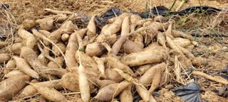 도시농부 박태영님의 오늘 어떤 농작업하셨나요? · 참여글 작성글 사진