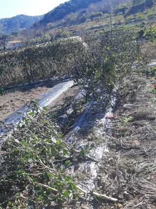 마도님의 오늘 어떤 농작업하셨나요? · 참여글 작성글 사진