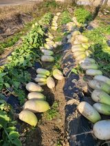 팜모닝 오늘 어떤 농작업하셨나요?·참여글 게시글 이미지