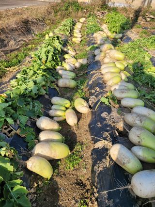 (조태성)님의 오늘 어떤 농작업하셨나요? · 참여글 작성글 사진