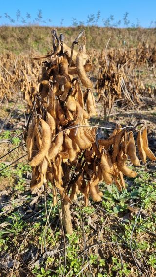 상록수대박님의 오늘 어떤 농작업하셨나요? · 참여글 작성글 사진