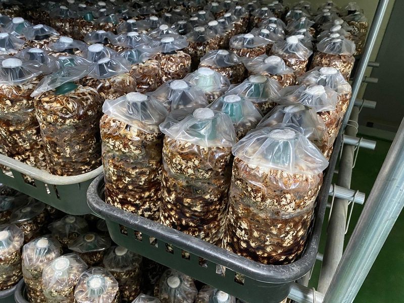 천현석님의 장터 판매 상품 [표고버섯배지키우기] 첨부 사진