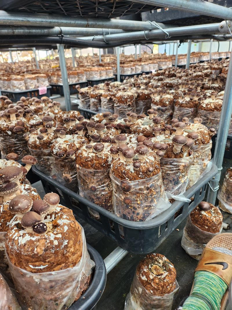 천현석님의 장터 판매 상품 [표고버섯배지키우기] 첨부 사진