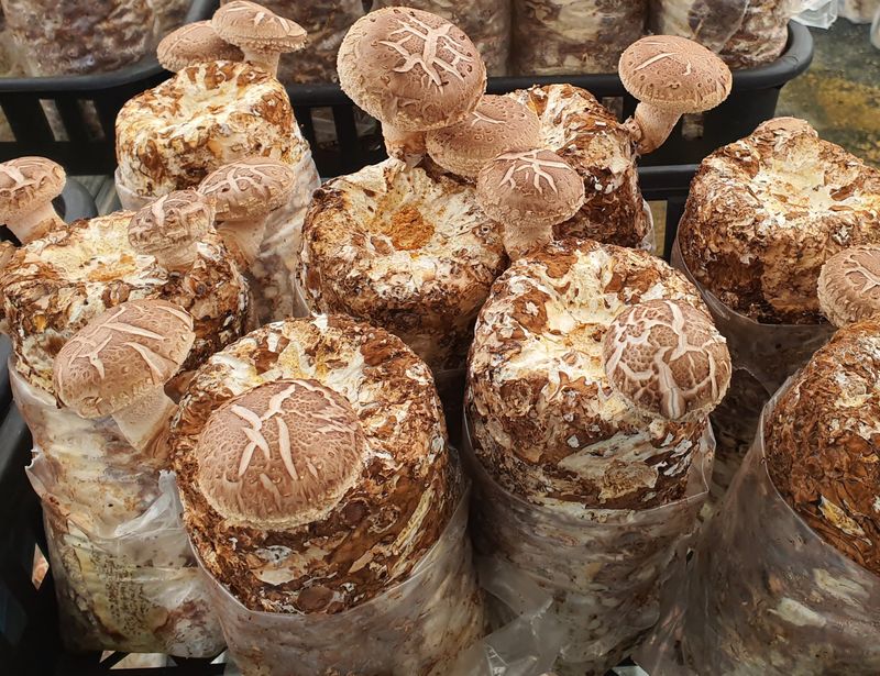 천현석님의 장터 판매 상품 [표고버섯배지키우기] 첨부 사진