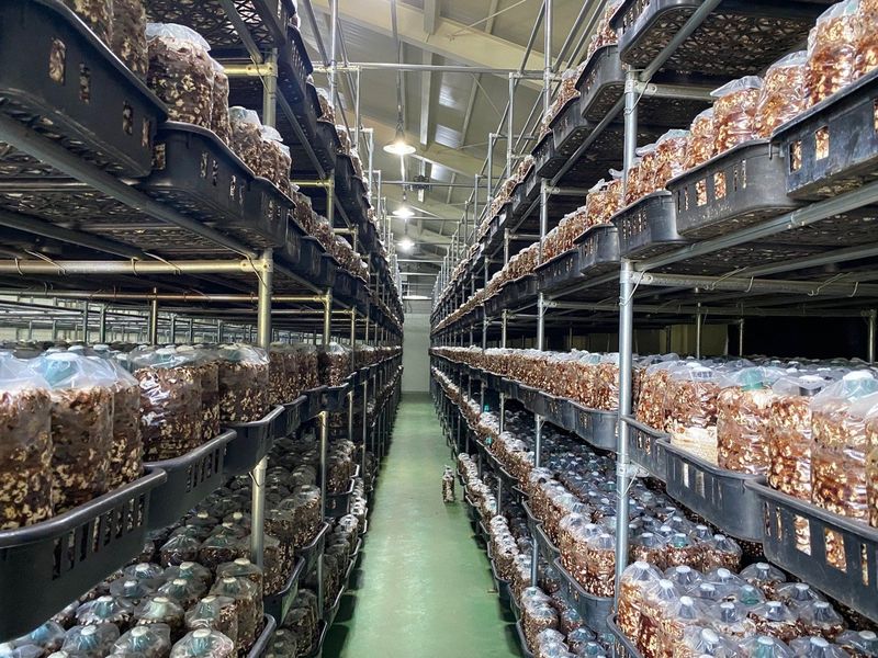 천현석님의 장터 판매 상품 [표고버섯배지키우기] 첨부 사진