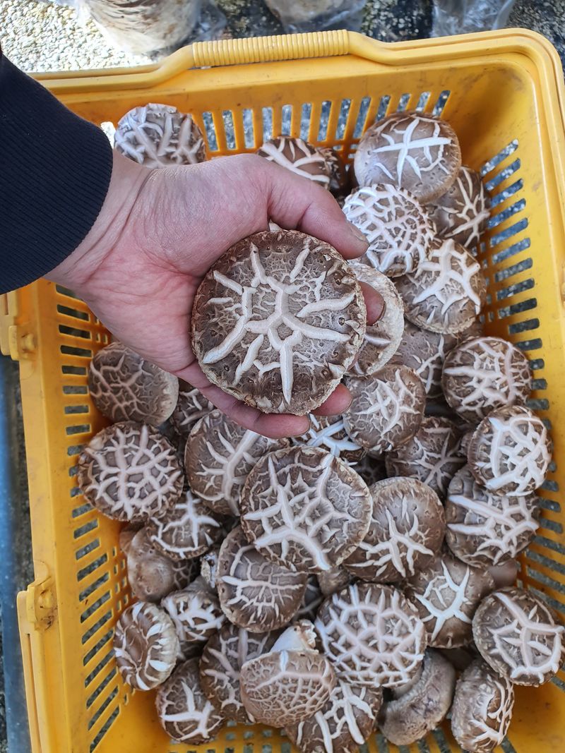 천현석님의 장터 판매 상품 [표고버섯배지키우기] 첨부 사진