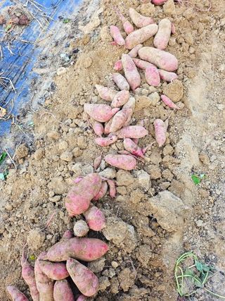 이형록님의 고구마 · 자유게시판 작성글 사진