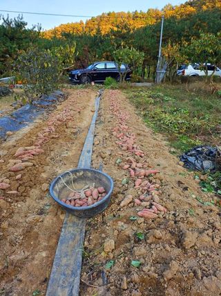 이형록님의 고구마 · 자유게시판 작성글 사진