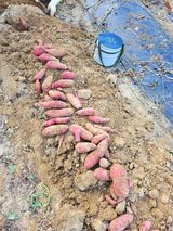 팜모닝 오늘 어떤 농작업하셨나요?·참여글 게시글 이미지