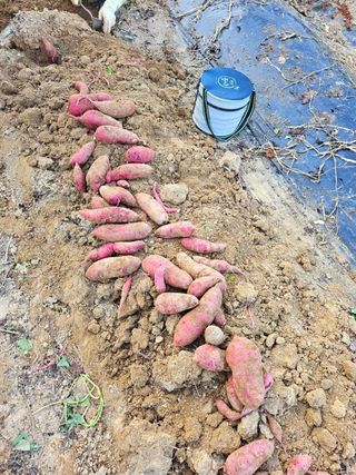 이형록님의 오늘 어떤 농작업하셨나요? · 참여글 작성글 사진