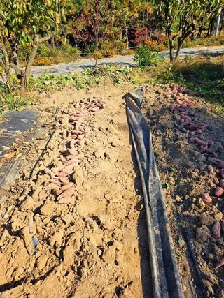 이형록님의 오늘 어떤 농작업하셨나요? · 참여글 작성글 사진