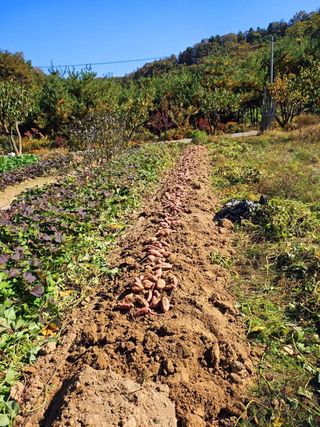 이형록님의 오늘 어떤 농작업하셨나요? · 참여글 작성글 사진