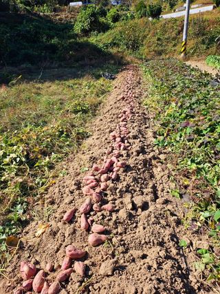 이형록님의 오늘 어떤 농작업하셨나요? · 참여글 작성글 사진
