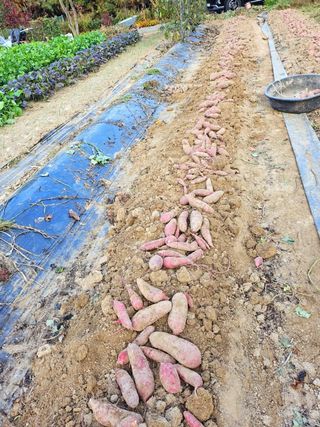 이형록님의 오늘 어떤 농작업하셨나요? · 참여글 작성글 사진