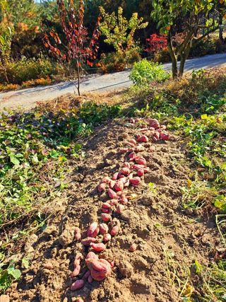 이형록님의 오늘 어떤 농작업하셨나요? · 참여글 작성글 사진