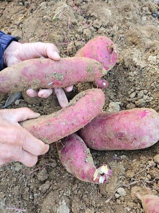 이형록님의 오늘 어떤 농작업하셨나요? · 참여글 작성글 사진