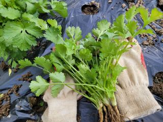 여우내 이순홍님의 기타작물 · 자유게시판 작성글 사진