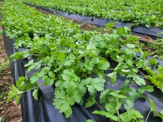 여우내 이순홍님의 기타작물 · 자유게시판 작성글 사진