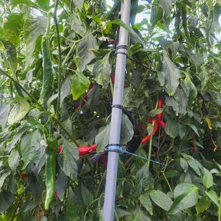 창원홍수연님의 오늘 어떤 농작업하셨나요? · 참여글 작성글 사진