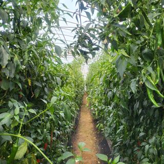 창원홍수연님의 오늘 어떤 농작업하셨나요? · 참여글 작성글 사진