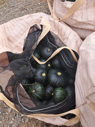 천년의사랑님의 오늘 어떤 농작업하셨나요? · 참여글 작성글 사진