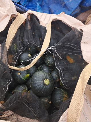 천년의사랑님의 오늘 어떤 농작업하셨나요? · 참여글 작성글 사진