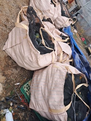 천년의사랑님의 오늘 어떤 농작업하셨나요? · 참여글 작성글 사진